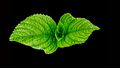 Green-leaf-765062.jpg